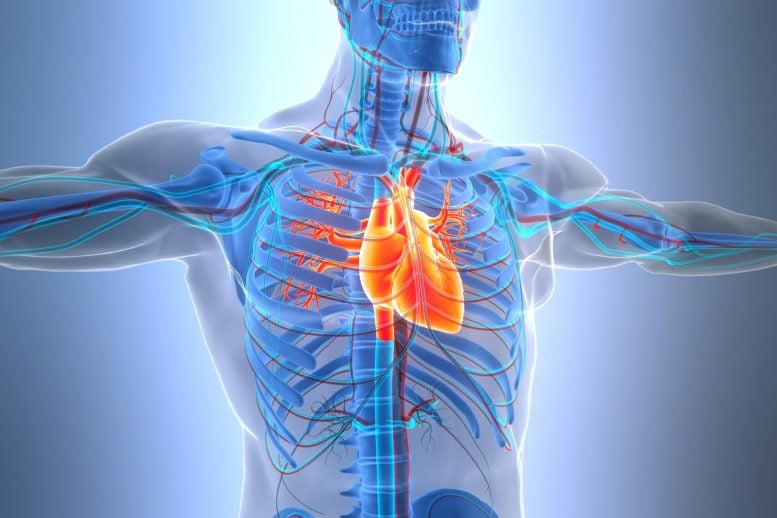 This Simple Blood Test Could Outperform “Bad Cholesterol” in Preventing Heart Disease