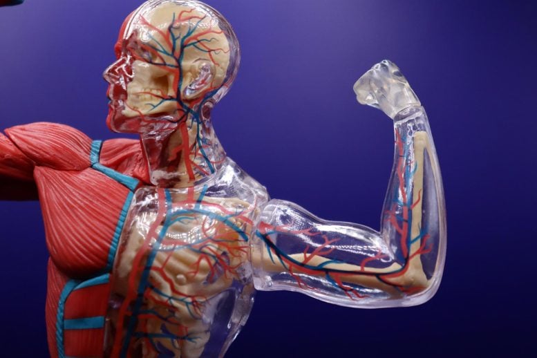 Human Anatomy Muscles Circulatory System