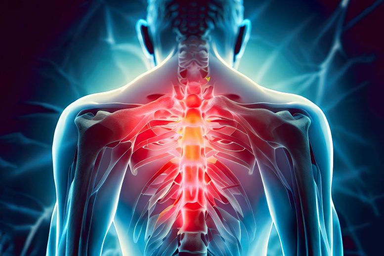 Human Anatomy Spine Pain Illustration