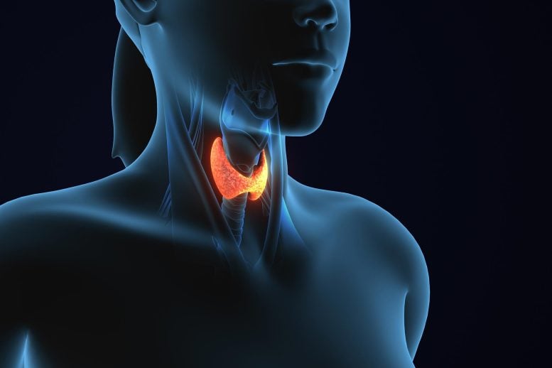 Hidden Thyroid Problem in Pregnancy Linked to Autism