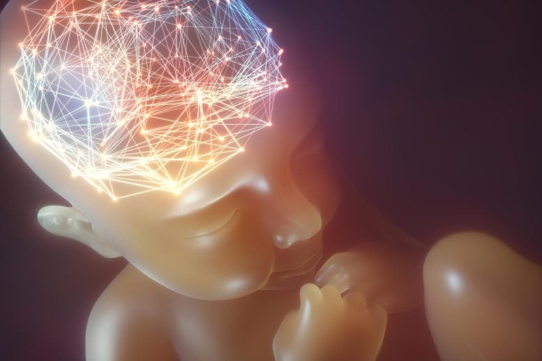 Human Baby Inside Womb Brain Network