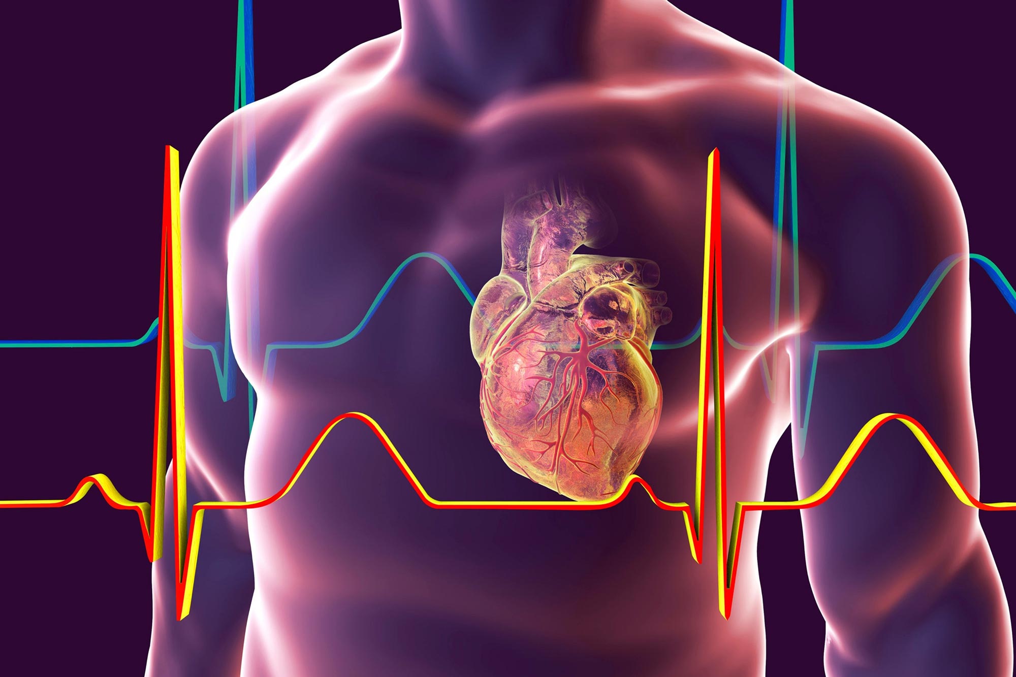 Human Body Heart Rate