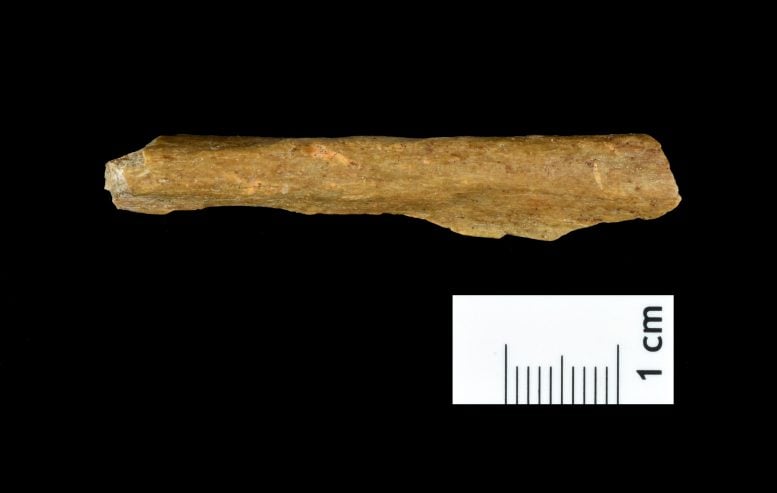 Human Bone Fragment From Ranis