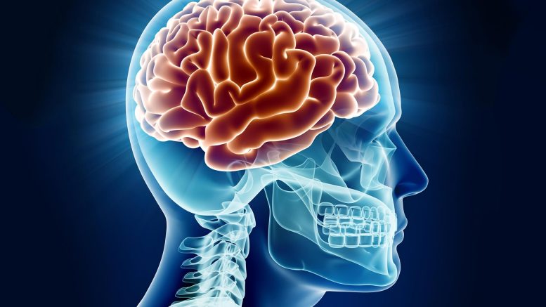 Memory Block: How Saturated Fats May Hinder Memory Formation in the ...