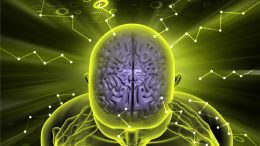Human Brain Cognition