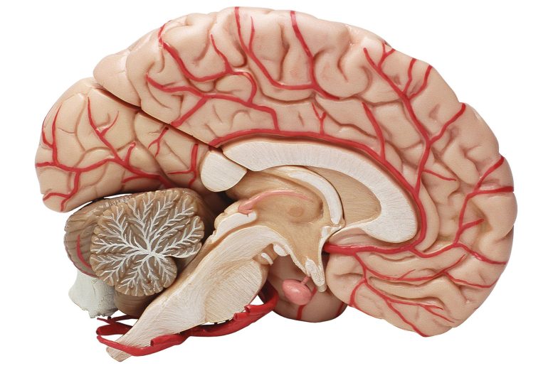 Human Brain Cross-Section Model