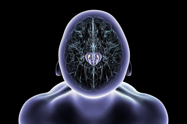 Human Brain Degenerated Substantia Nigra Parkinson&rsquo;s Disease
