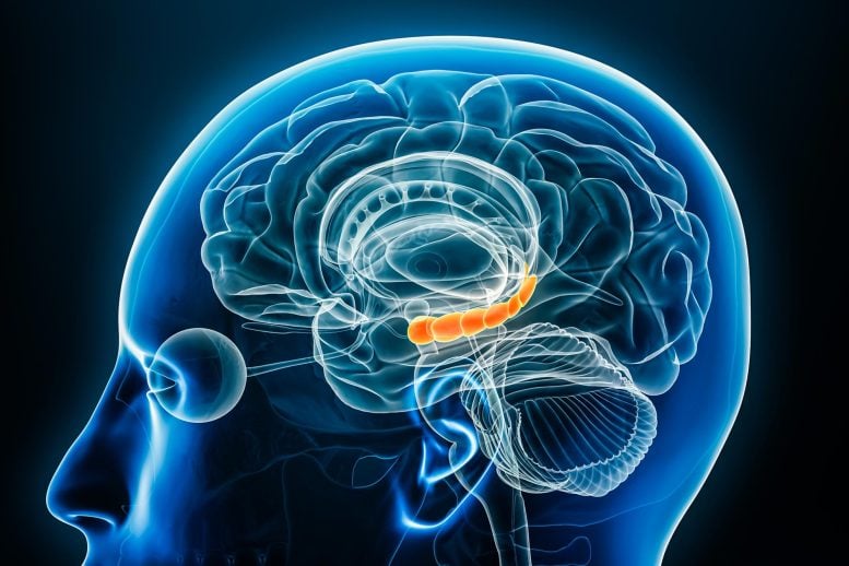 Human Brain Hippocampus 3D Rendering