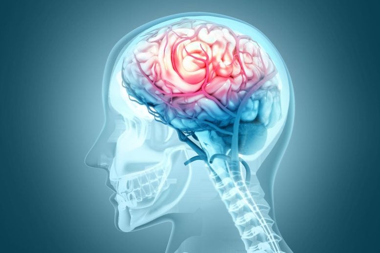 Human Brain Injury Blood Vessel Damage Hemorrhage