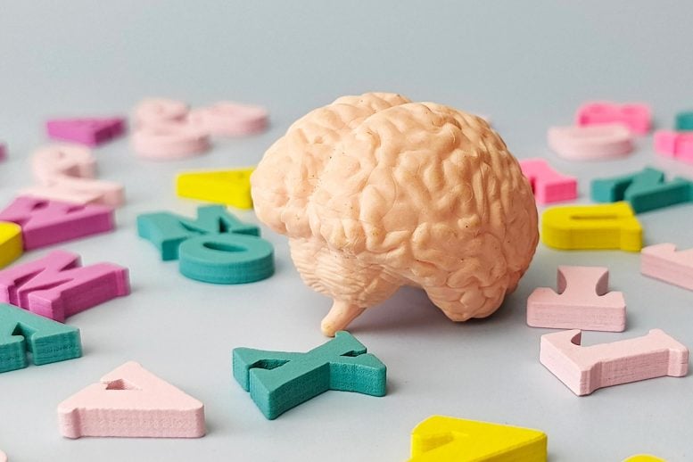 Human Brain Model Colorful Alphabet Letters Close