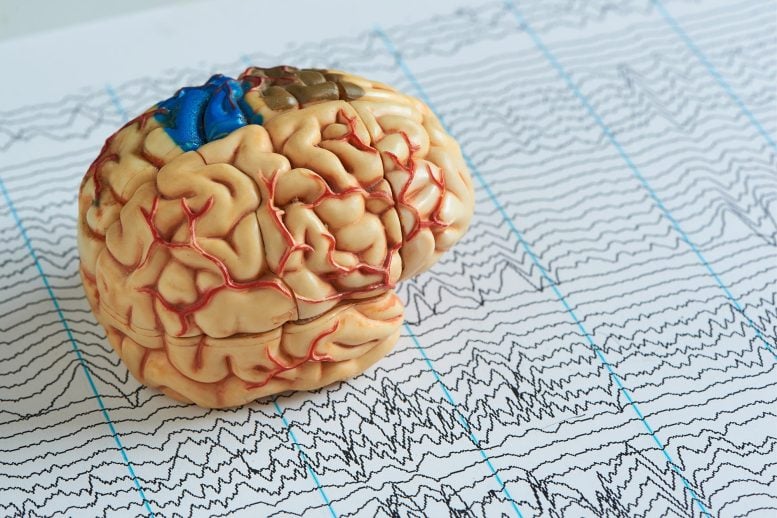 Human Brain Model EEG Waves