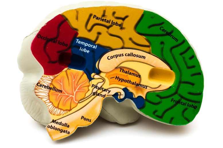 Human Brain Model Labeled