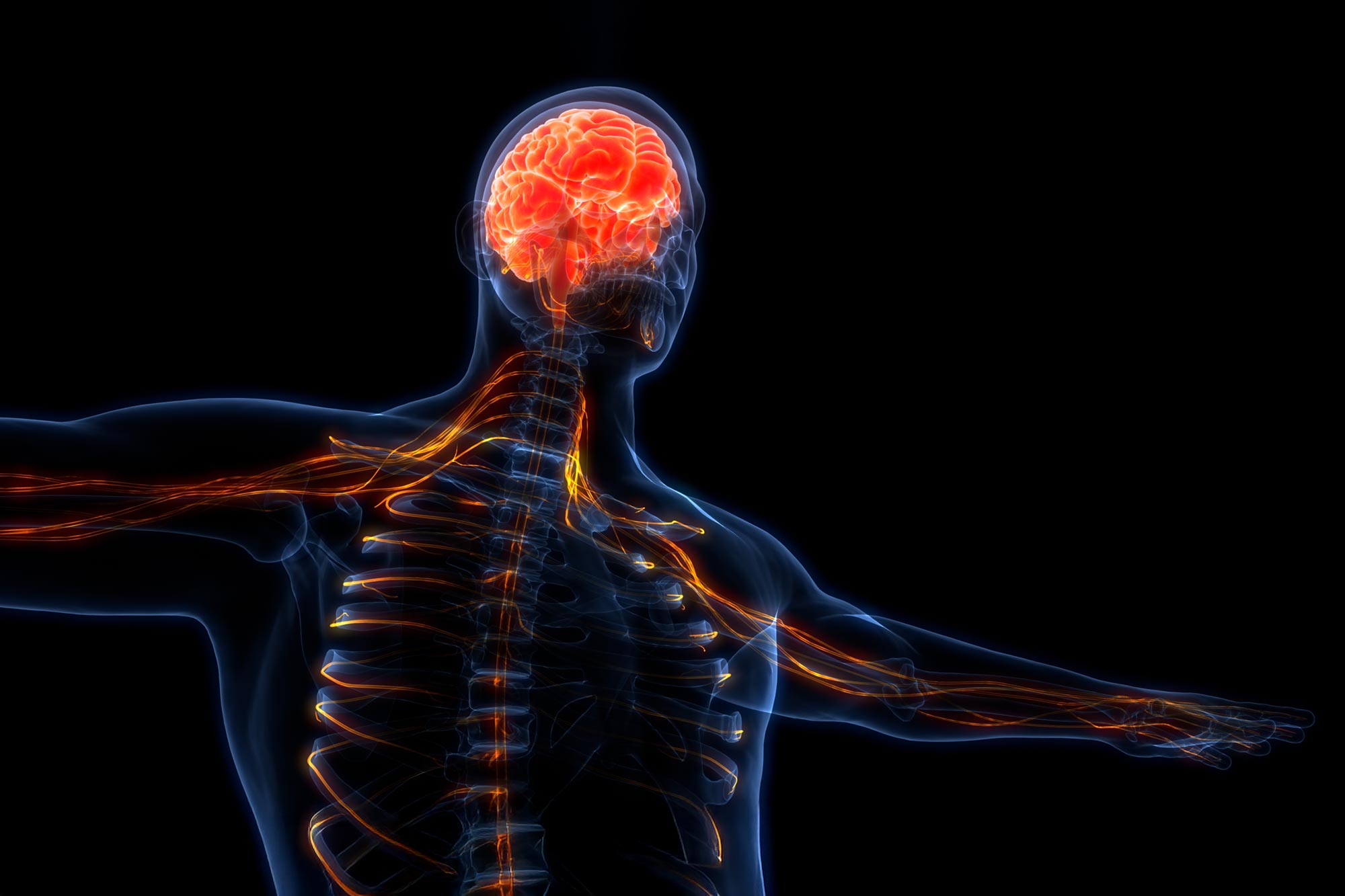 Nerve Damage Can Disrupt Immunity Across the Entire Body - SciTechDaily