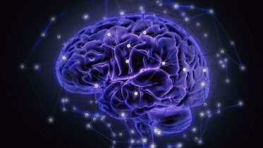 Human Brain Networks