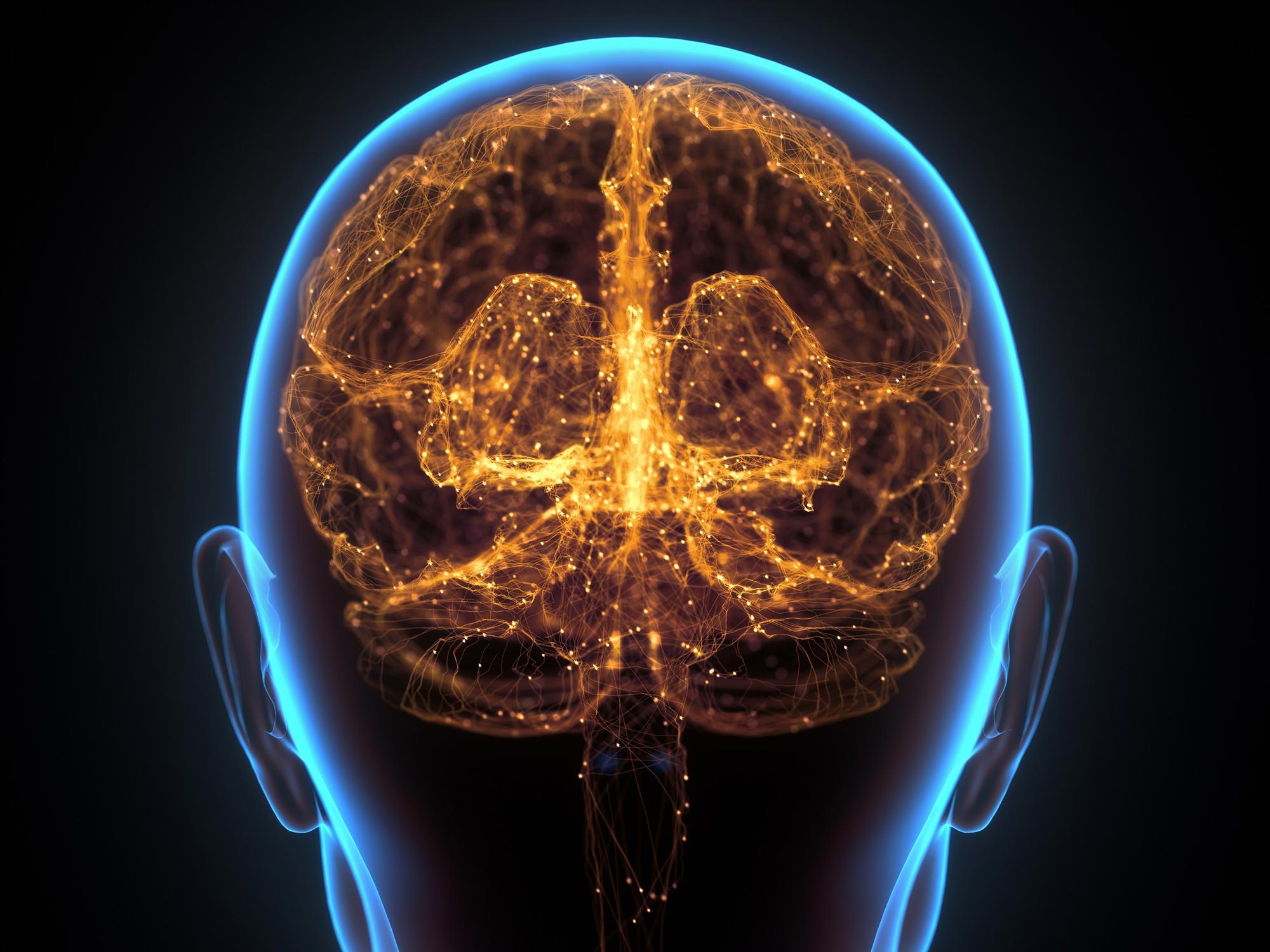Human brain neural network cerebral cortex