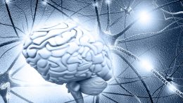 Human Brain Neurons Neuroscience Concept