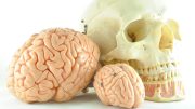 Human Brain Skull Models