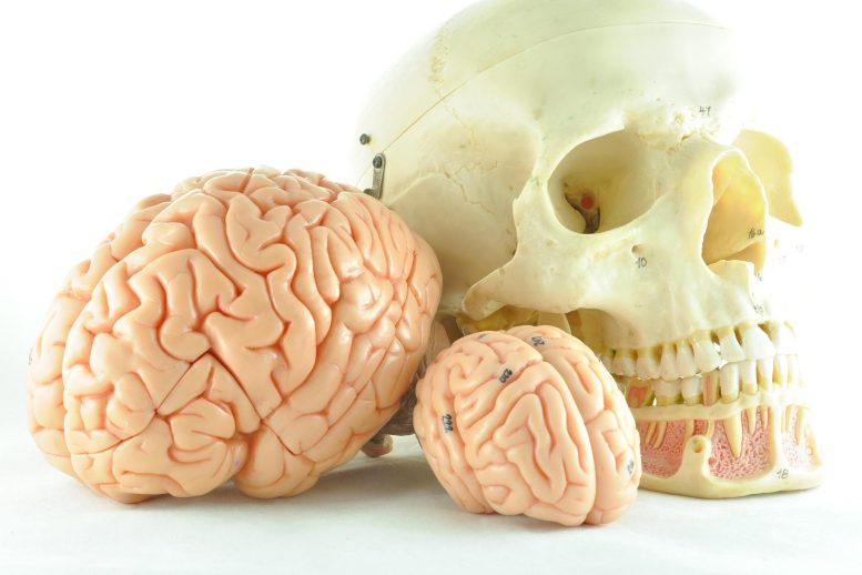 Human Brain Skull Models