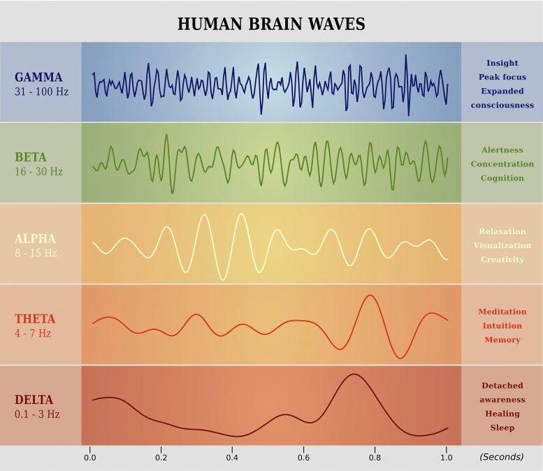 Human Brain Waves Chart
