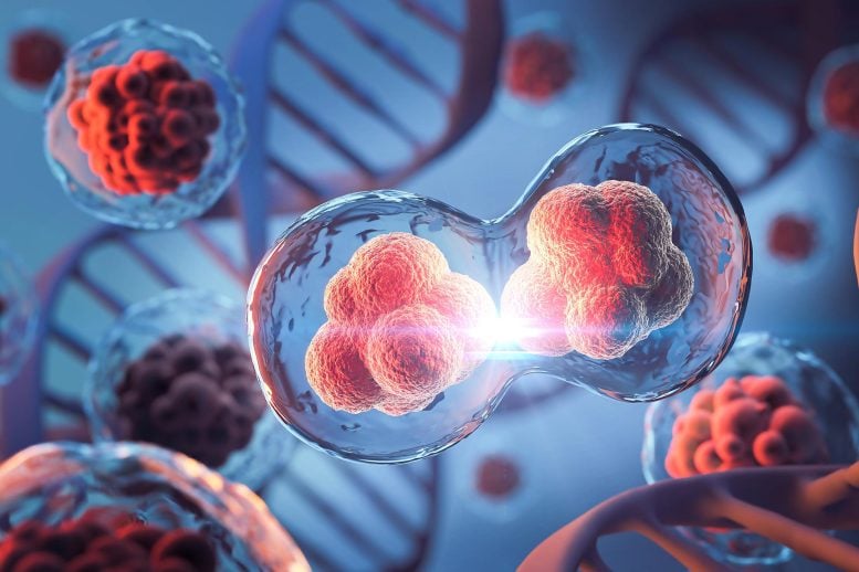 Human Cell Division Genetics DNA