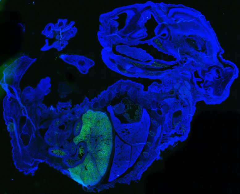 Human Cells Mouse Embryo