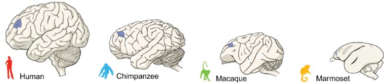 Human Chimpanzee Macaque Marmoset Brains