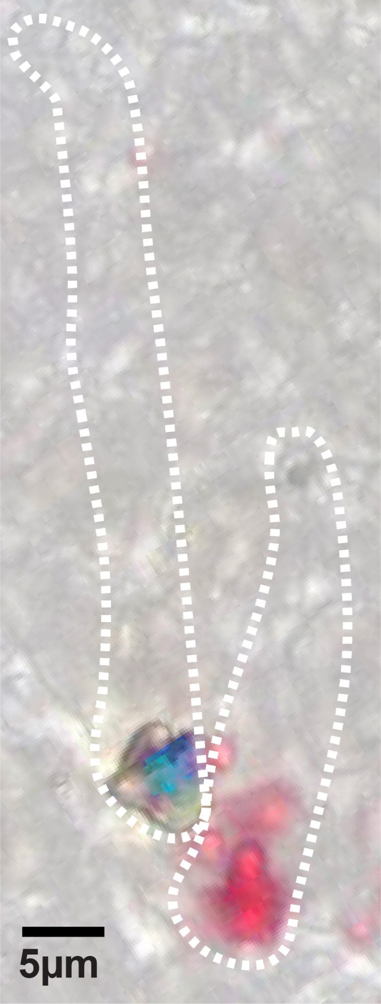 Why Can Humans See Colors Dogs Can’t? New Research Explains Why