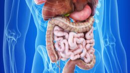 Human Digestive Tract Gut Anatomy
