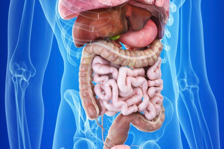 Human Digestive Tract Gut Anatomy