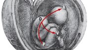 Human Embryo Acquires Spatial Coordination Through Gastrulation