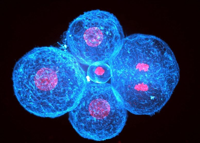 Human Embryo at the 4 Cell Stage