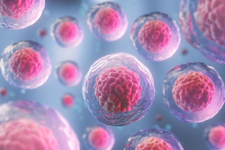 Human Embryonic Stem Cells