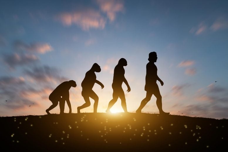 Human Evolution Sunset