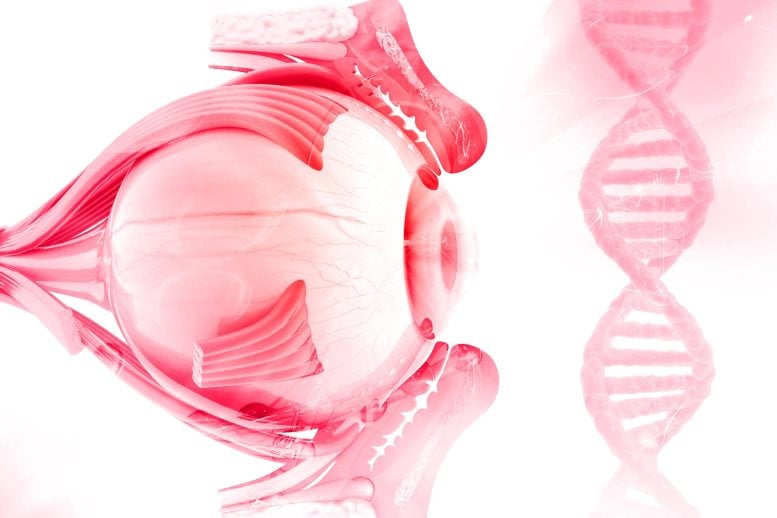 Humans Owe Their Eyes to a Tiny One-Eyed “Cyclops”