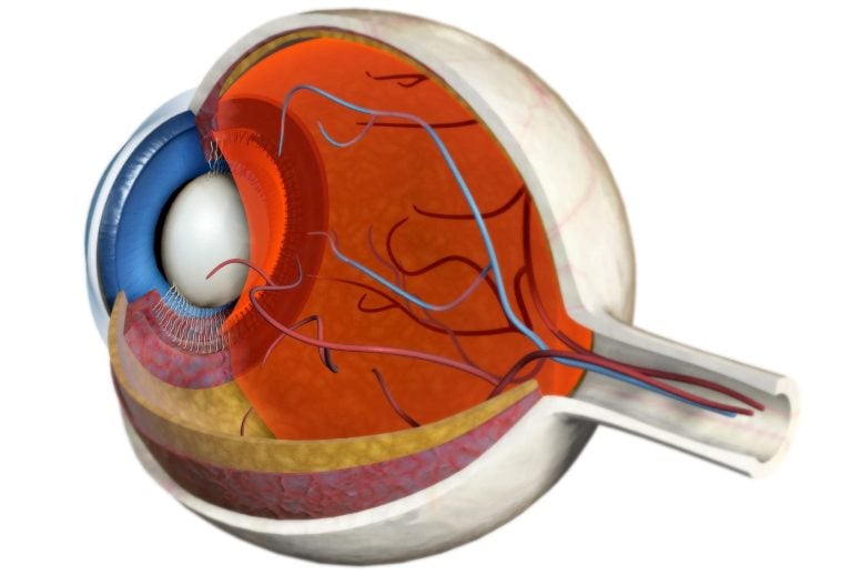 Human Eye Anatomy Posterolateral View
