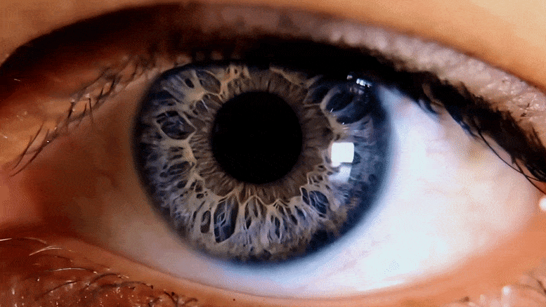 Human Eye Iris Focus Concept
