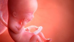 Human Fetus 13 Weeks Illustration
