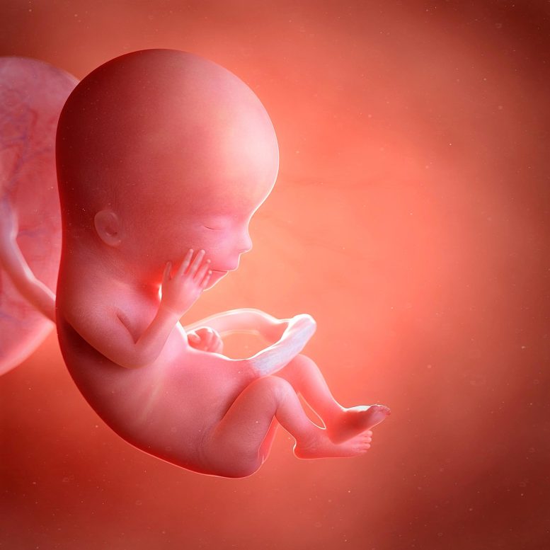 Human Fetus 13 Weeks Illustration