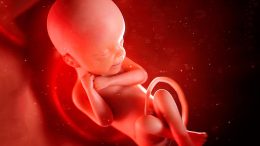 Human Fetus Illustration