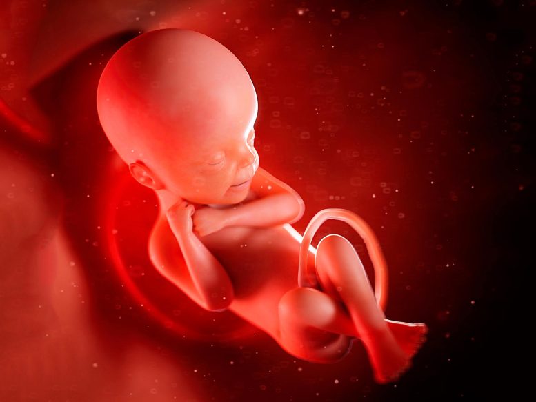 Human Fetus Illustration