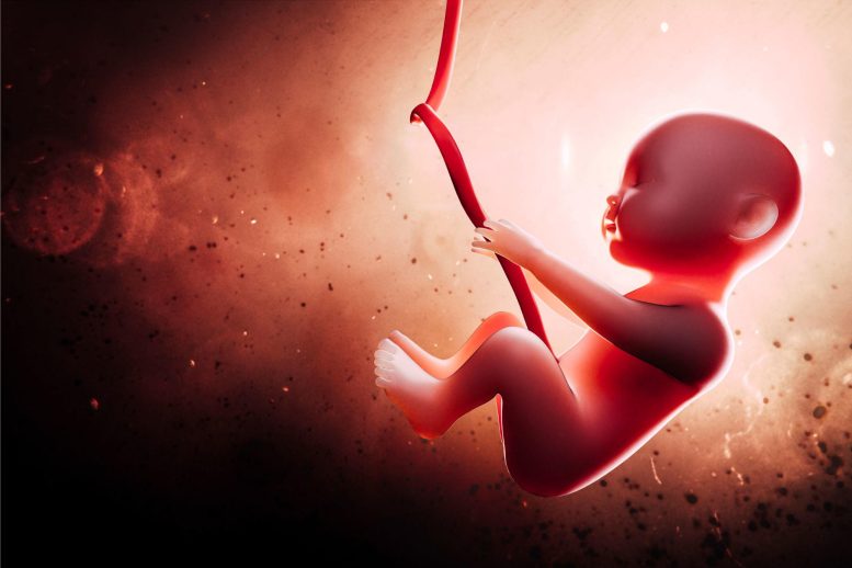 Human Fetus in Womb
