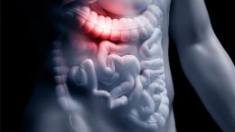 Human Gut Anatomy Digestive Tract