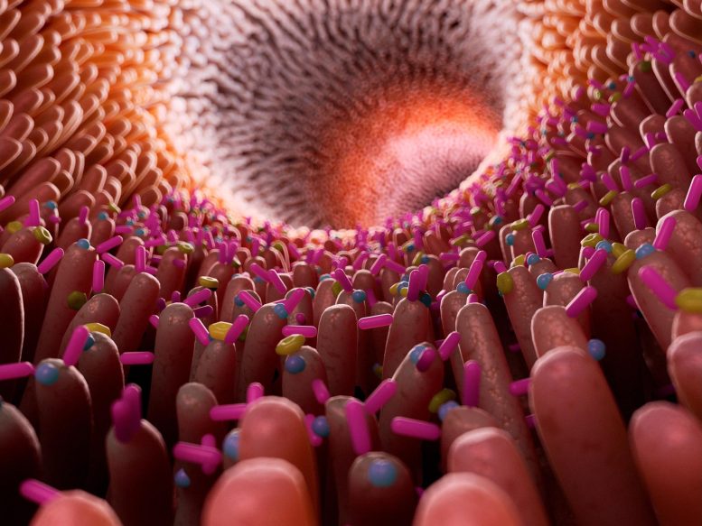 Illustrazione del microbioma intestinale umano