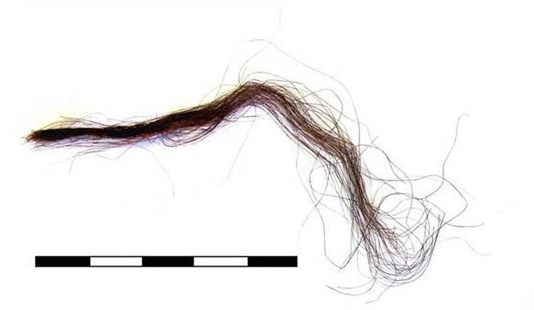 Human Hair From Nunalleq