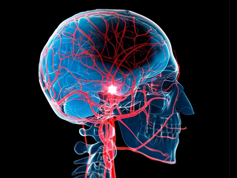 Human Head Anatomy Stroke Illustration