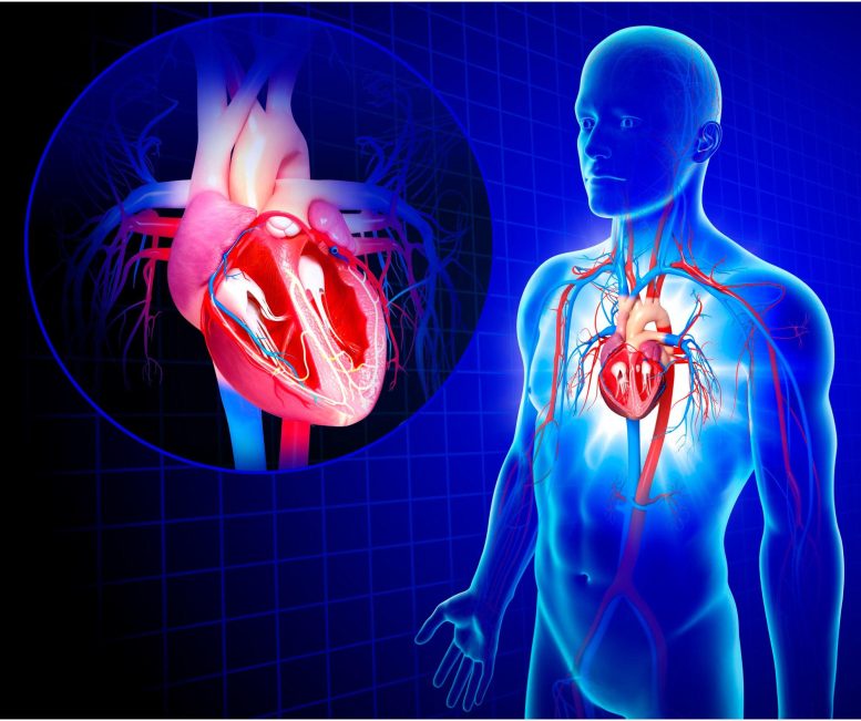 Human Heart Anatomy