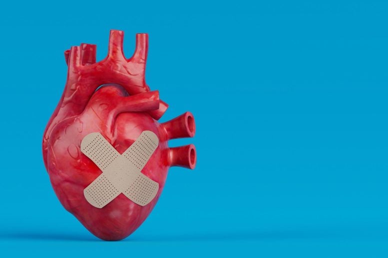 New Heart Patch Shows Stunning Healing Power After a Heart Attack