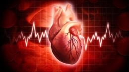 Human Heart Cardiology Concept