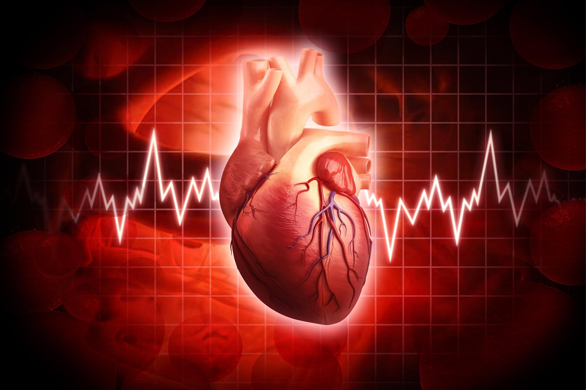 Human Heart Cardiology Concept
