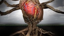Human Heart Tree Health Concept